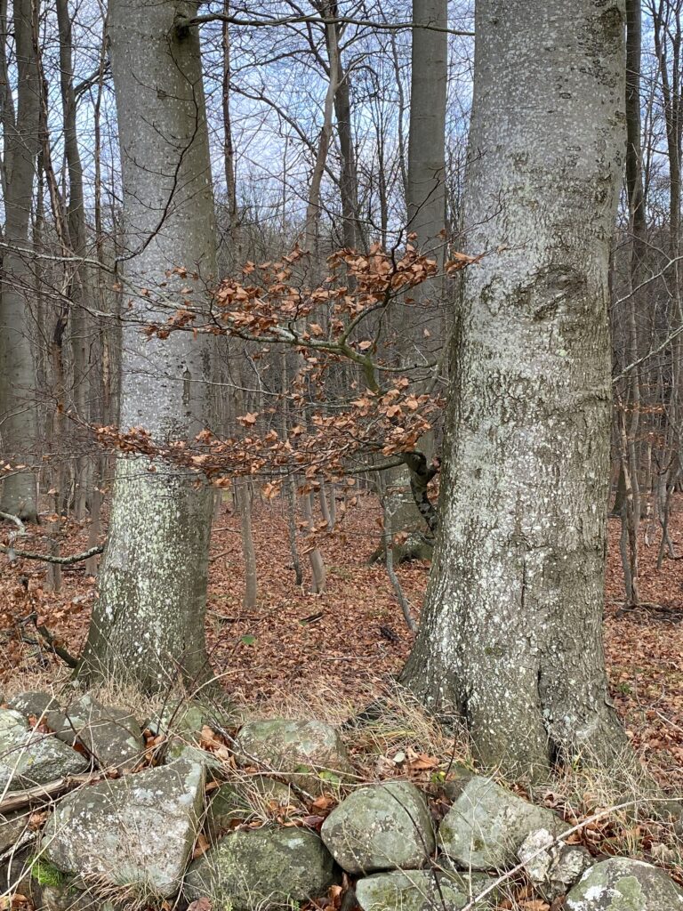 skov