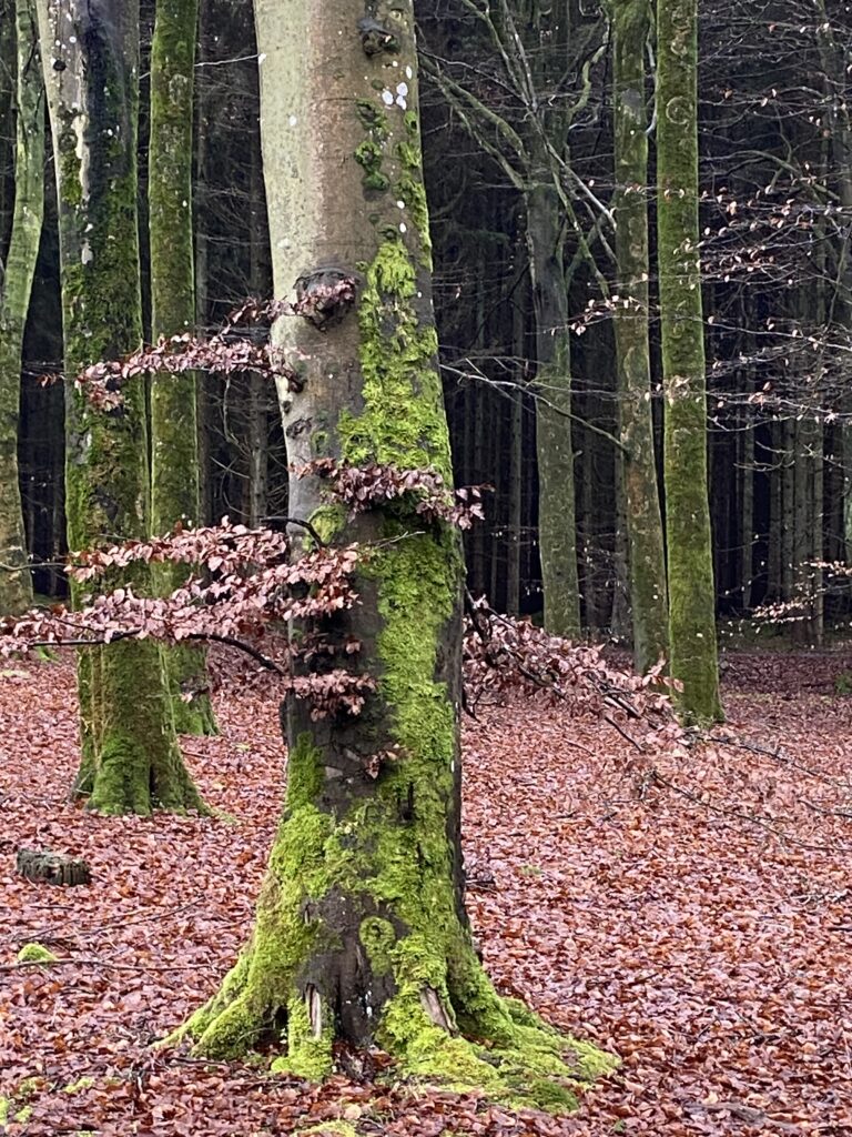 skov
