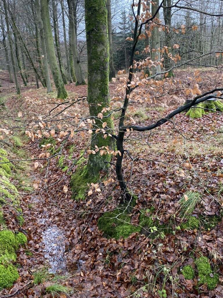 skov