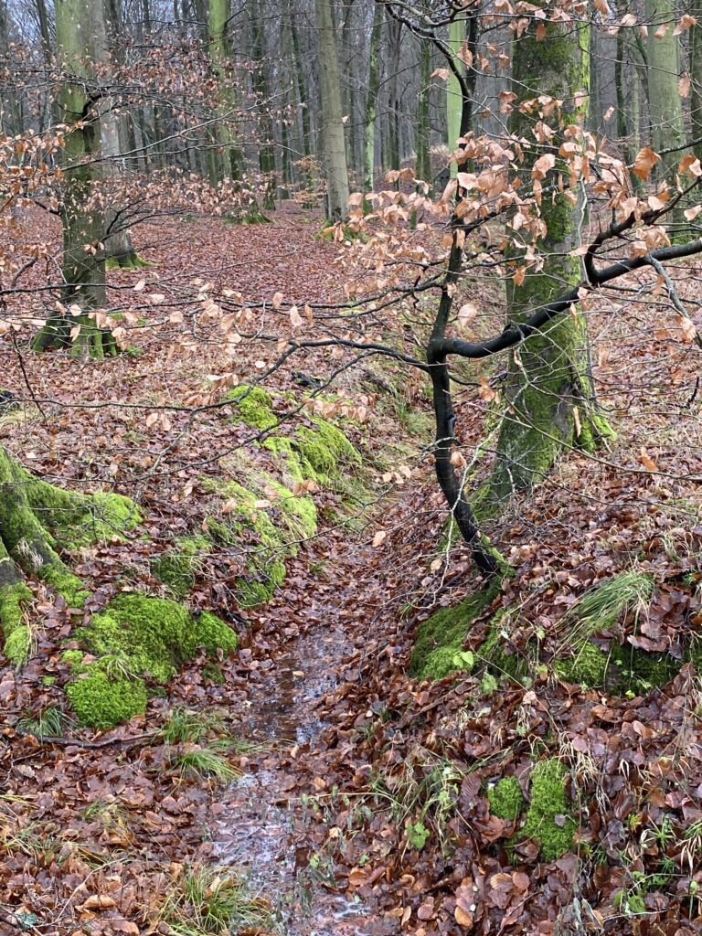 skov