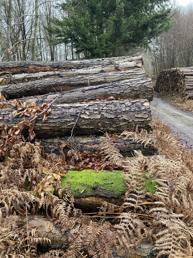 skov