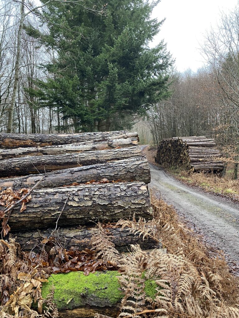 skov