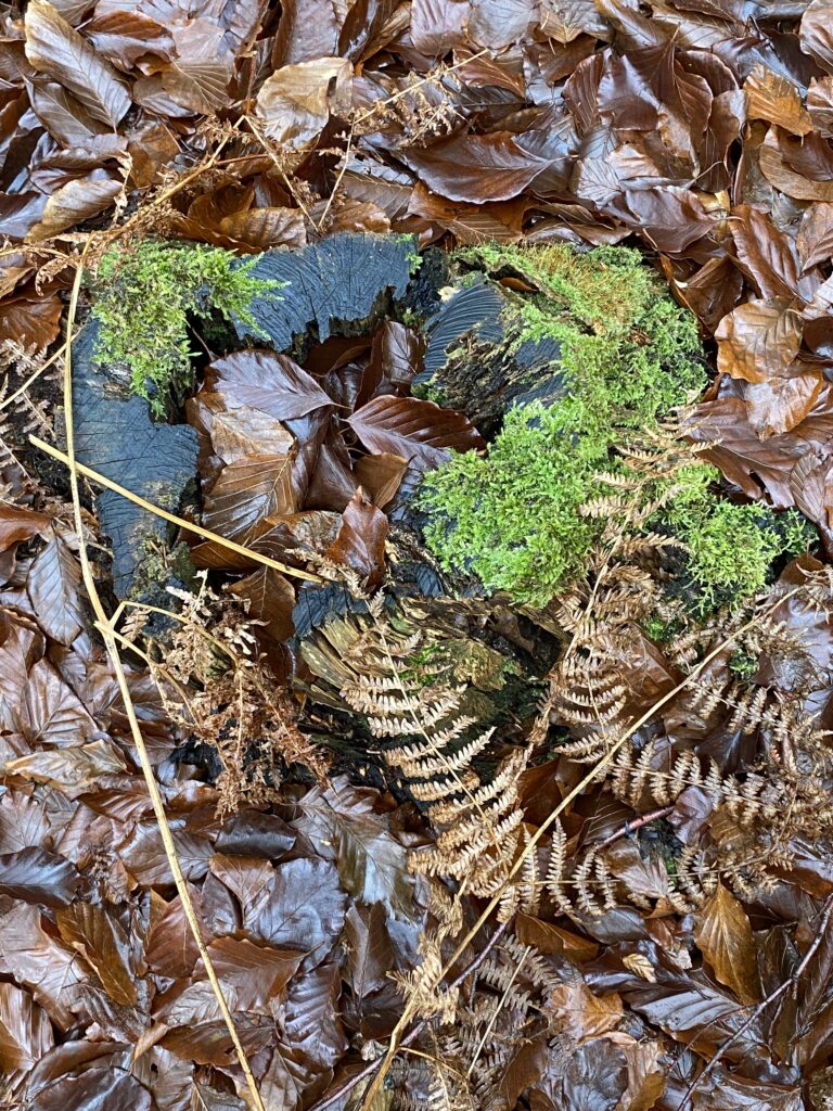 skov