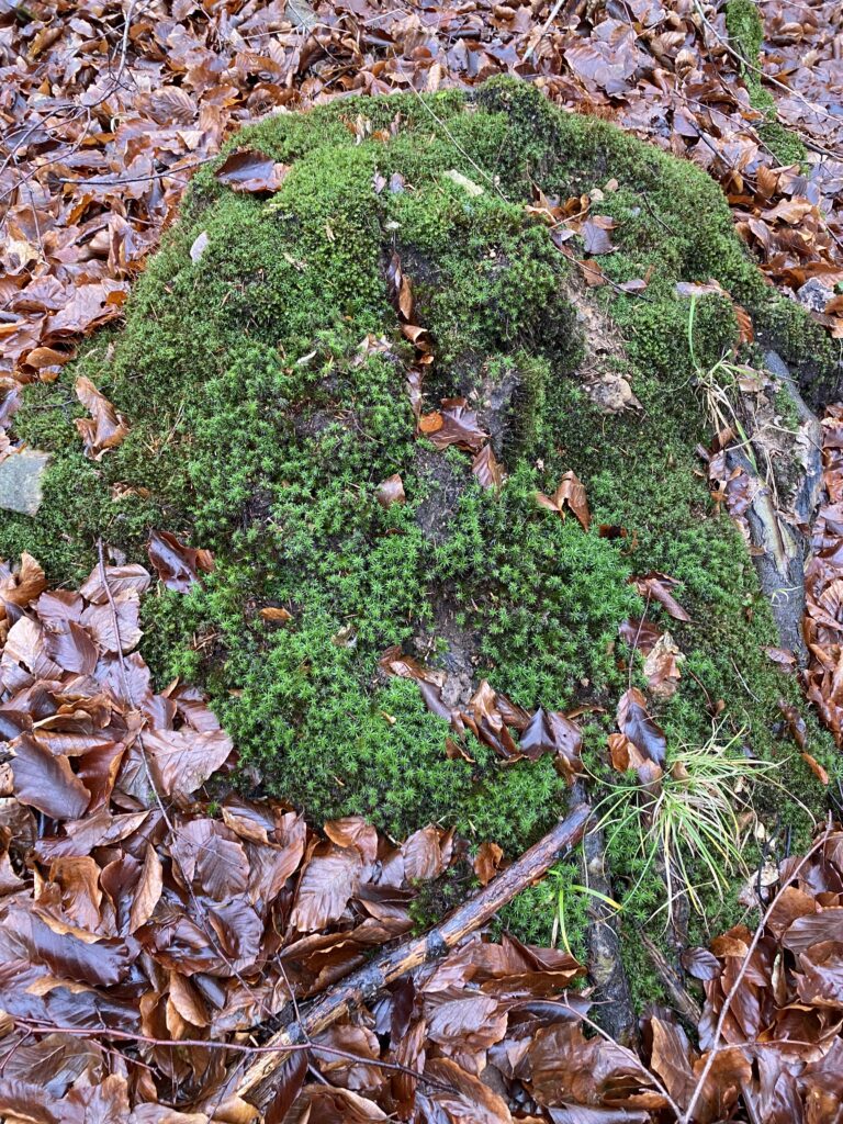 skov