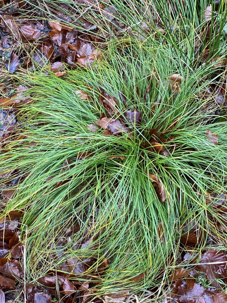 skov