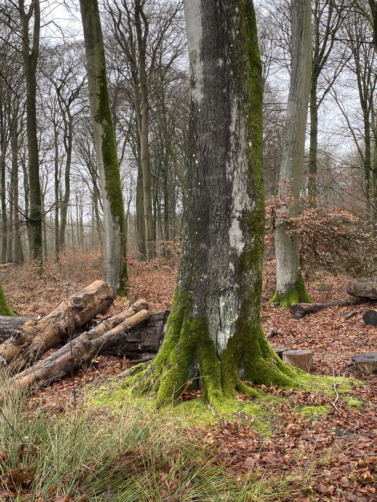 skov