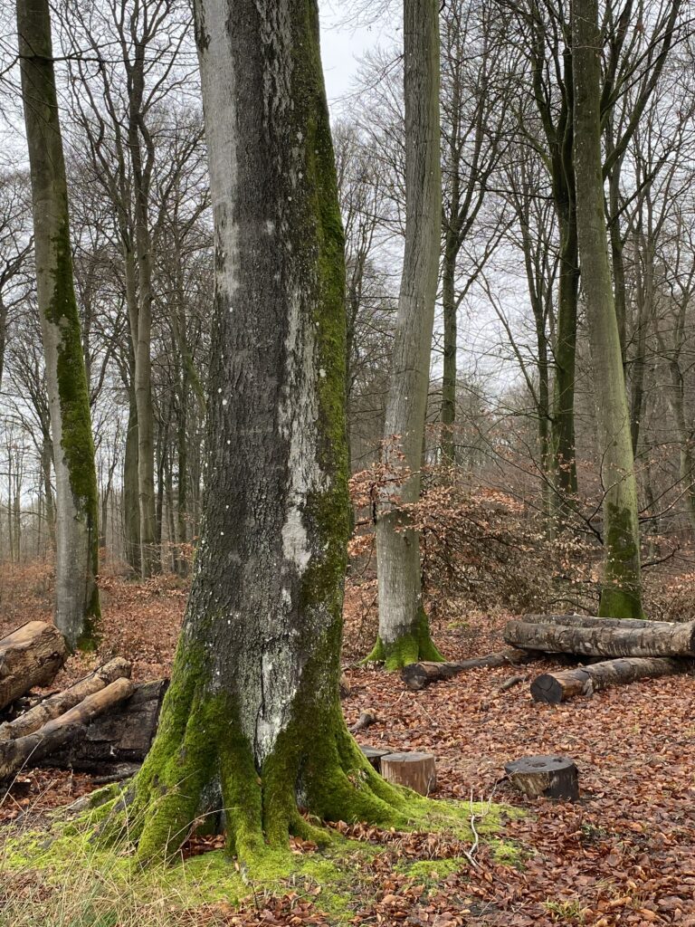 skov