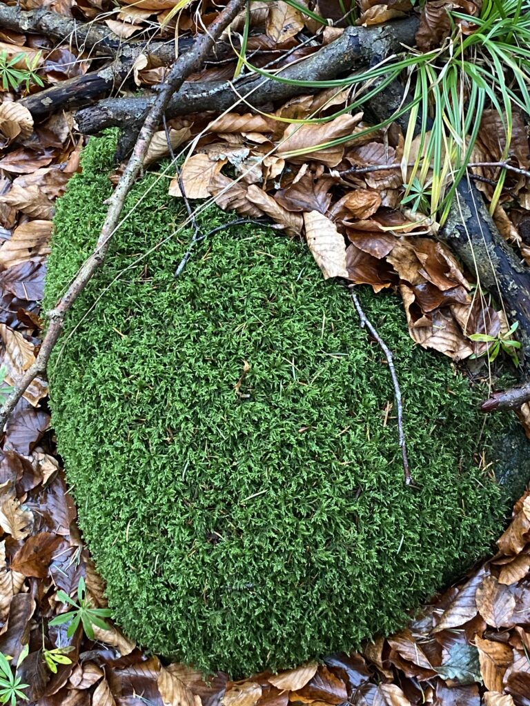 skov