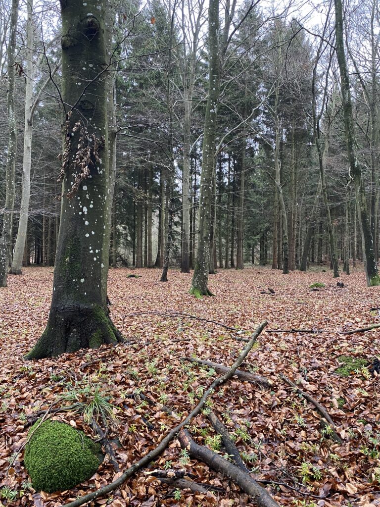 skov