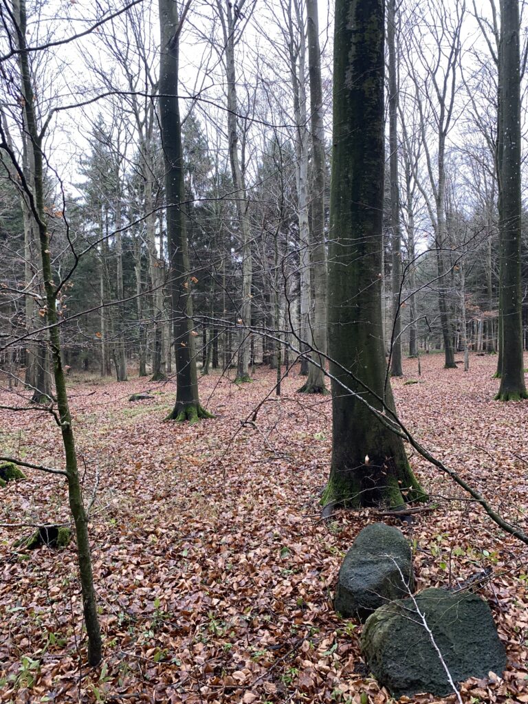 skov