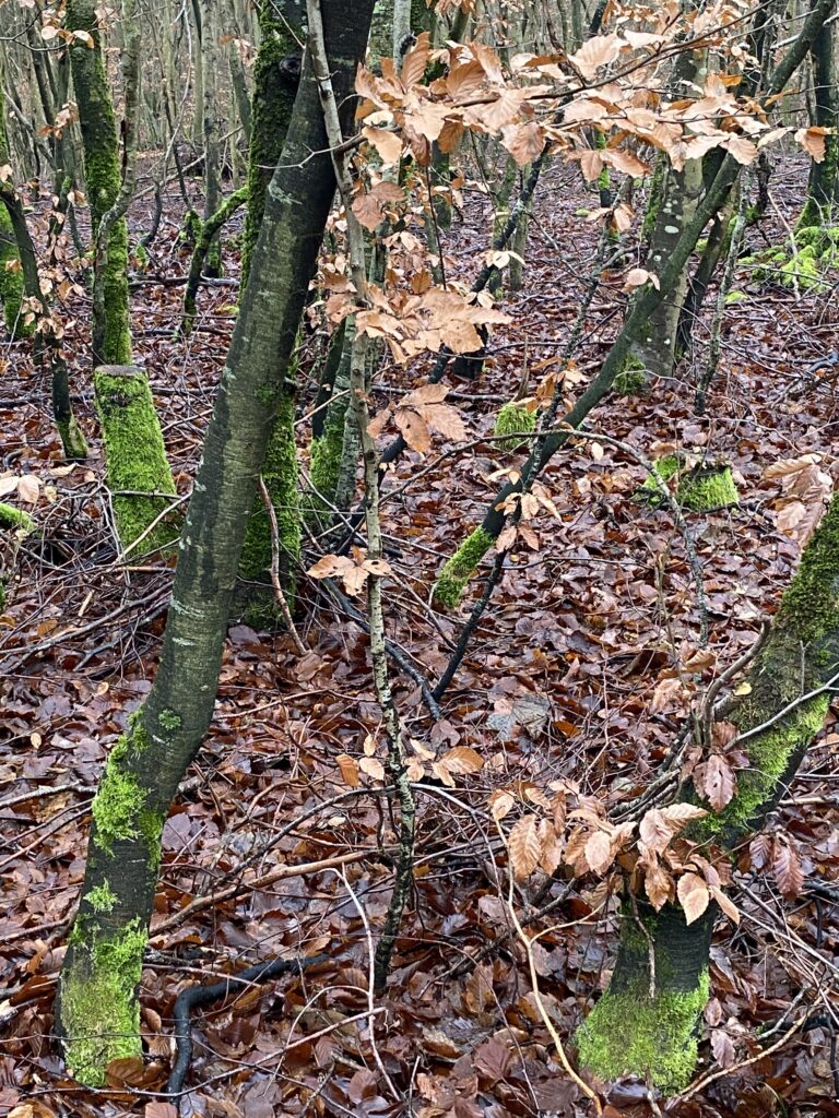 skov