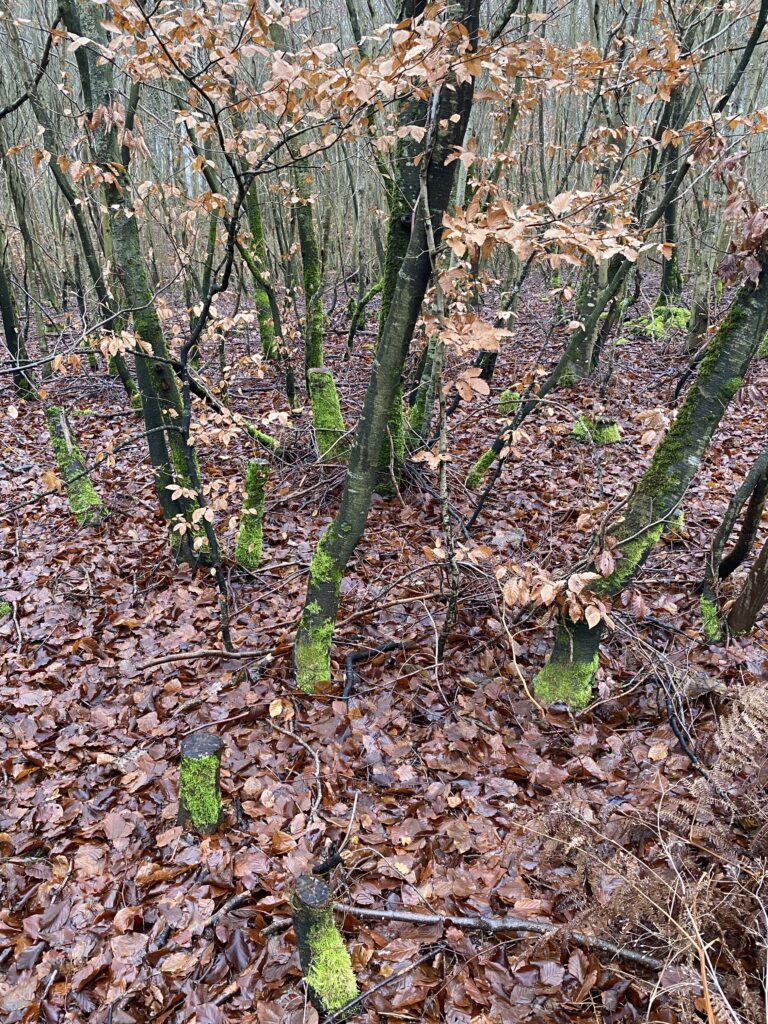 skov