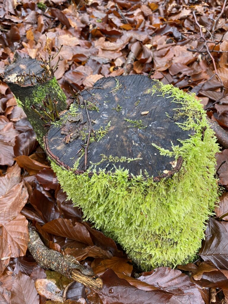 skov