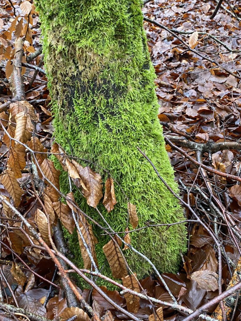 skov