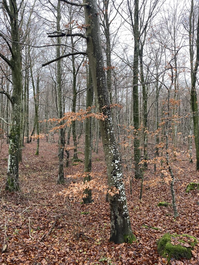 skov