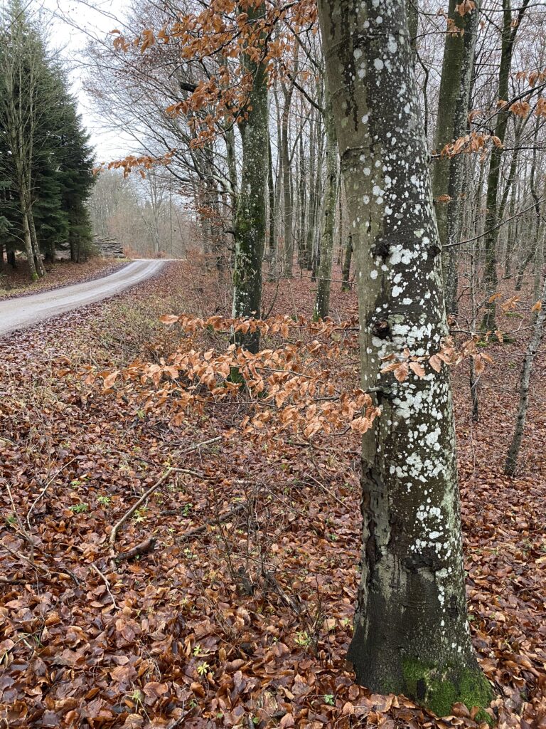 skov