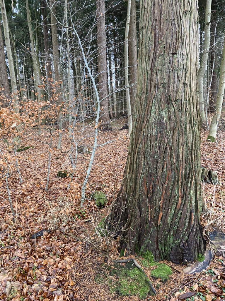 skov