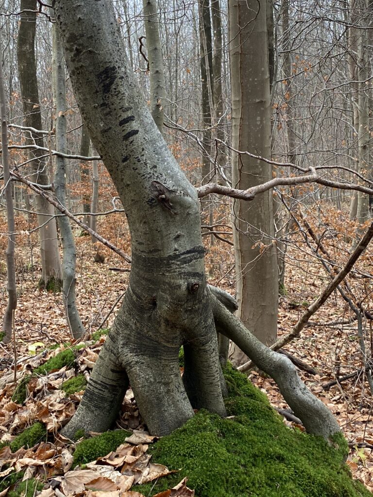 skov