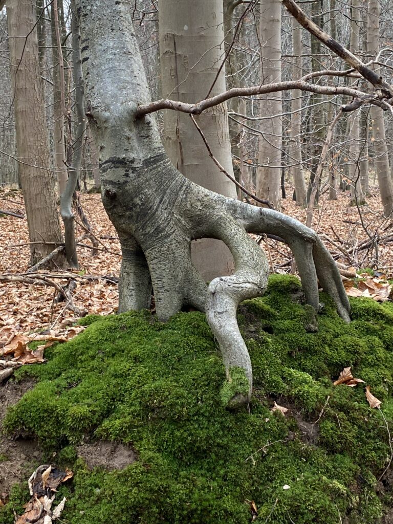 skov