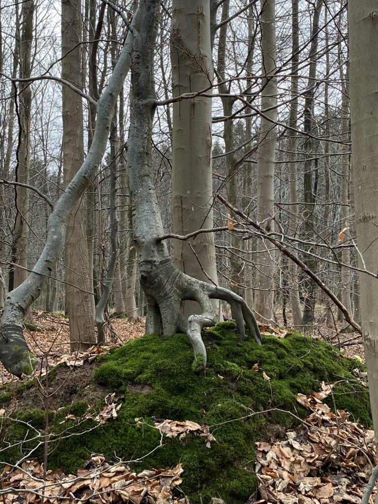 skov