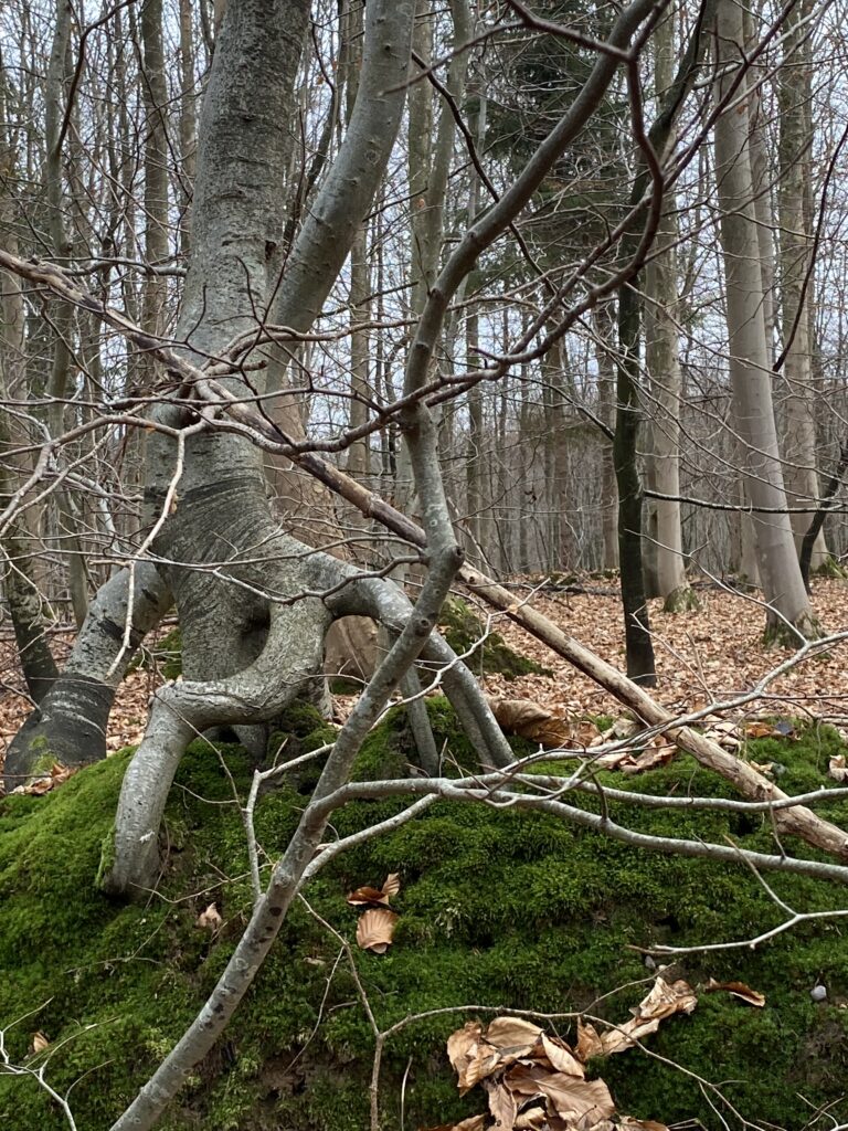 skov