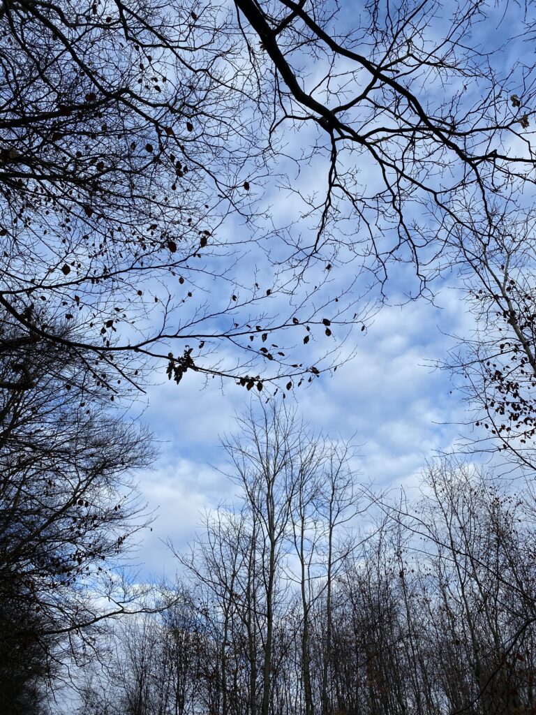 skov himmel