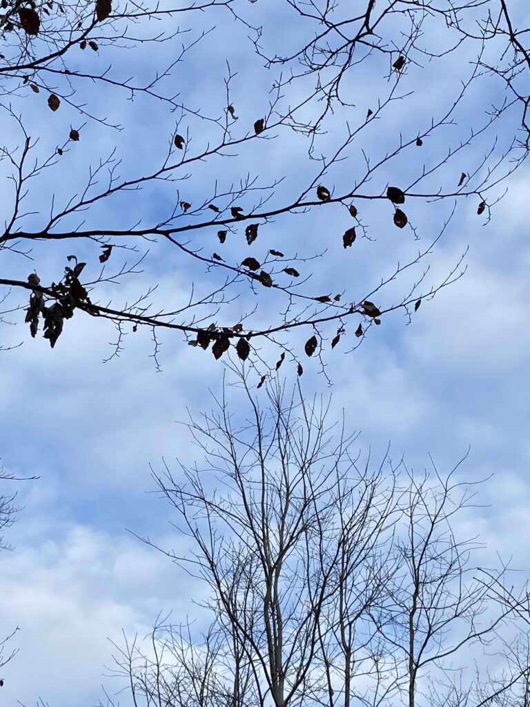skov himmel