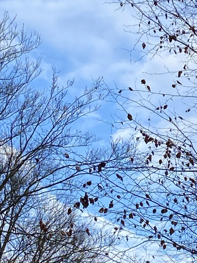 skov himmel