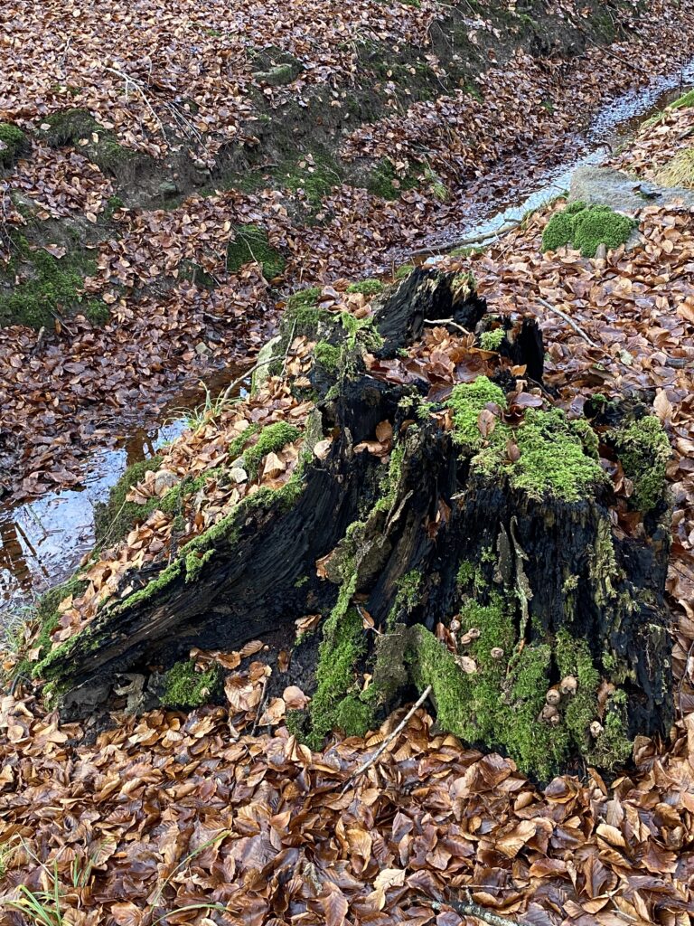skov træstub