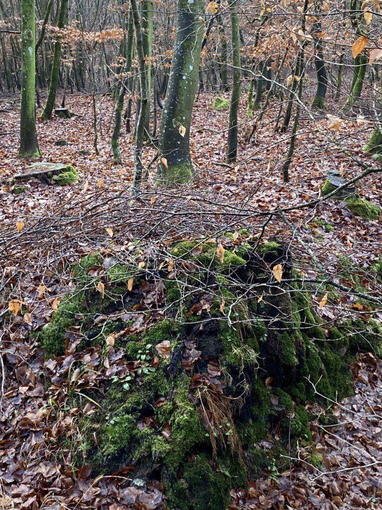 skov