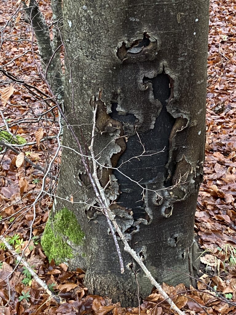 skov