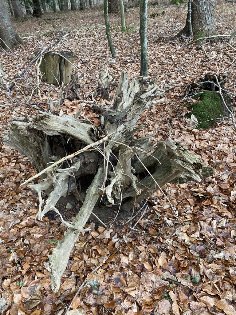 skov