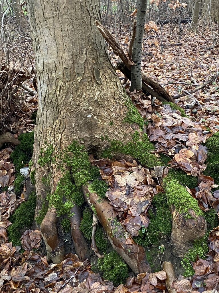skov