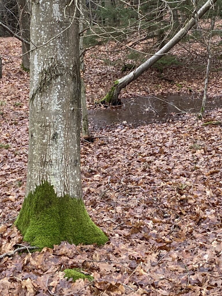 skov