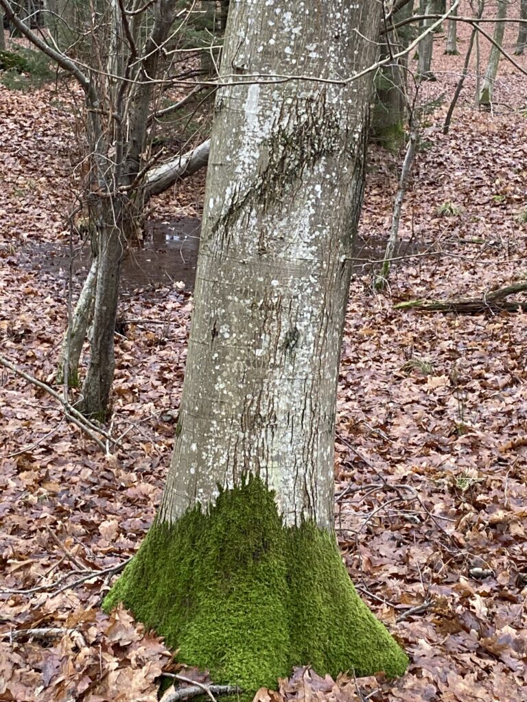 skov