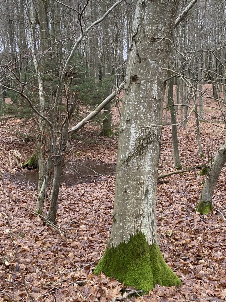 skov