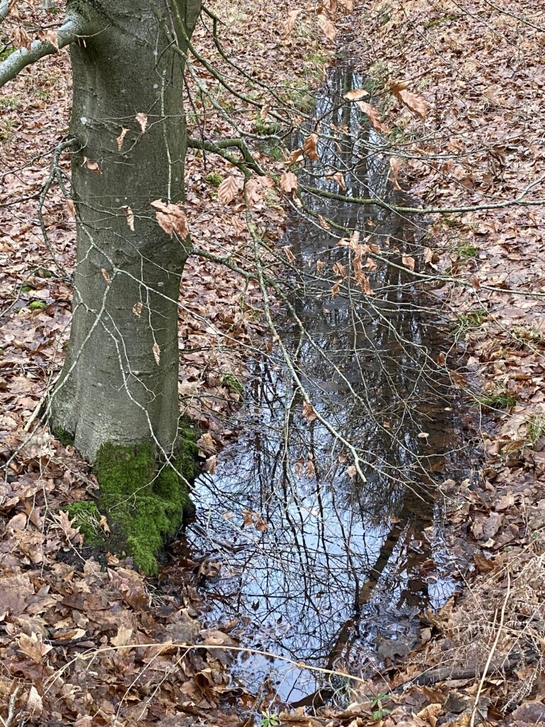 skov bæk