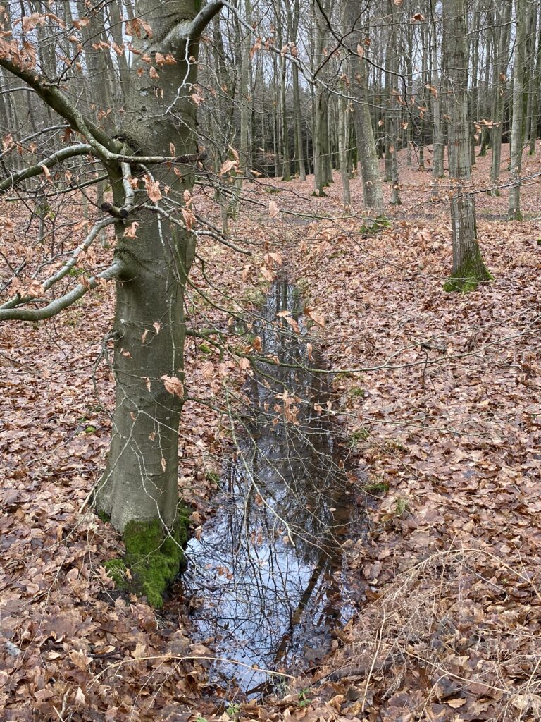 skov bæk