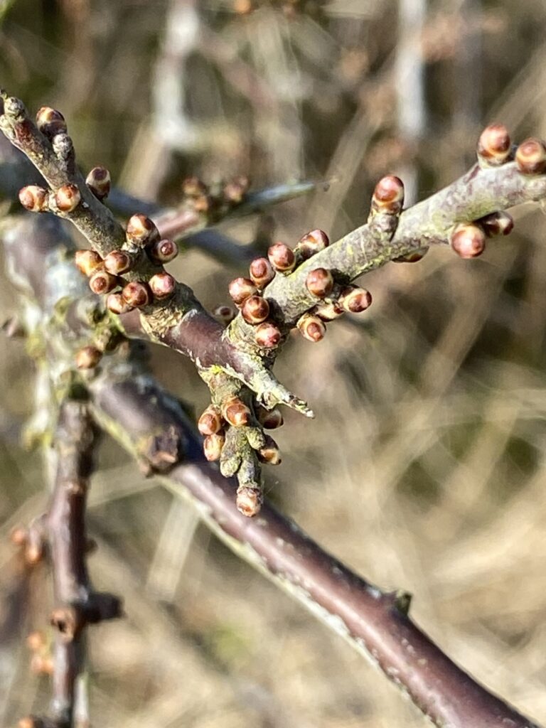 forår  knopper klar til at springe ud