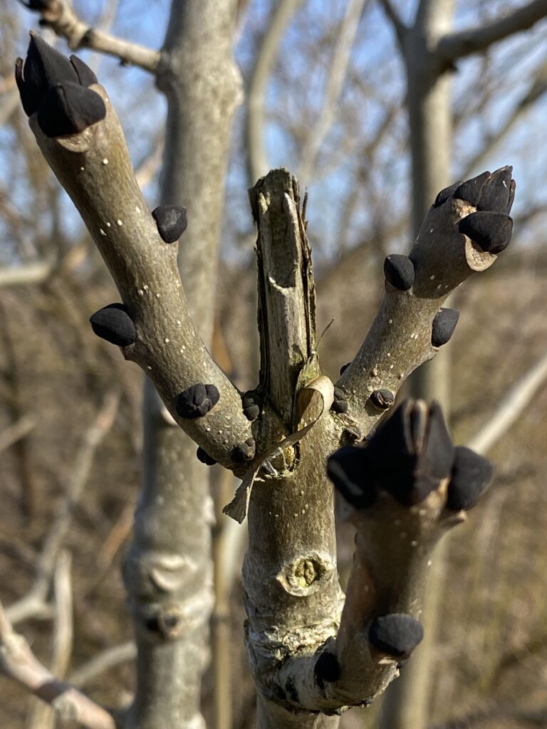 forår  knopper klar til at springe ud
