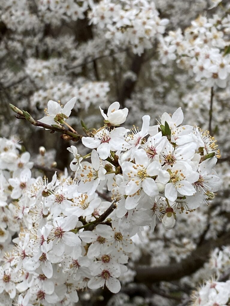 forår hvide blomster på træ og hæk