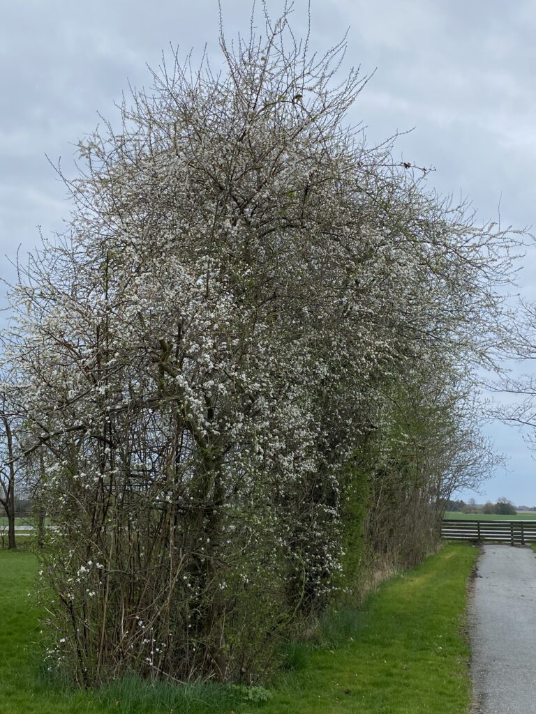 forår hvide blomster på træ og hæk