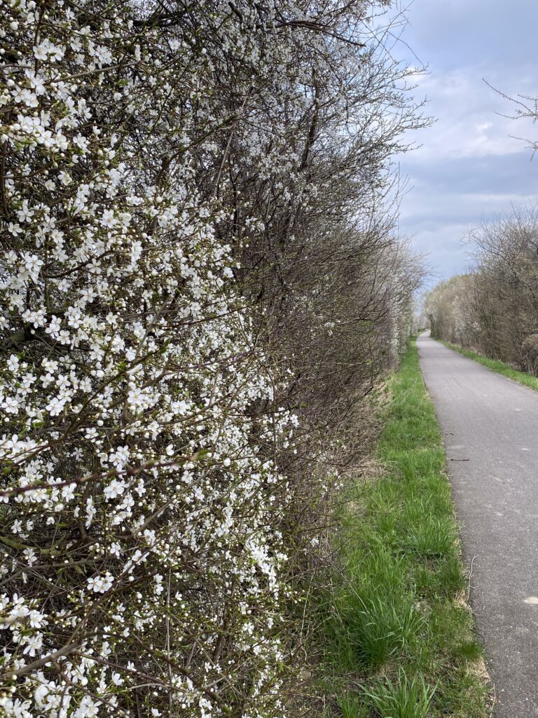 forår hvide blomster på træ og hæk