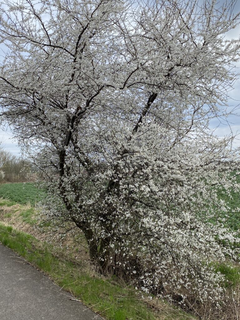 forår hvide blomster på træ og hæk