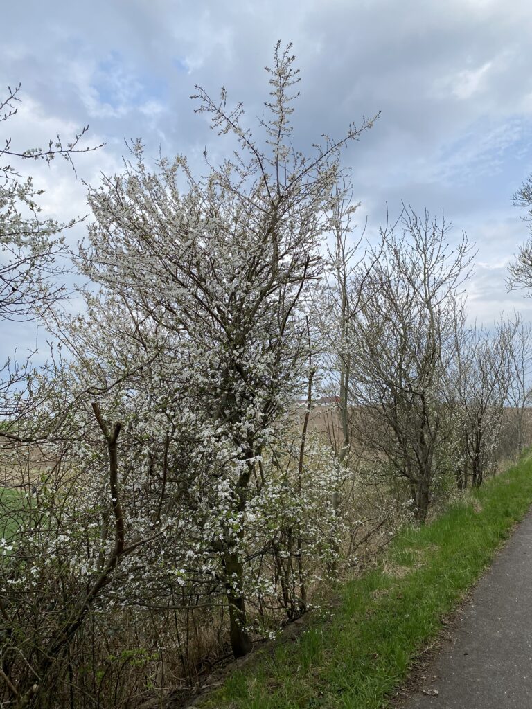 forår hvide blomster på træ og hæk