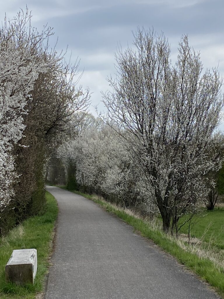forår hvide blomster på træ og hæk