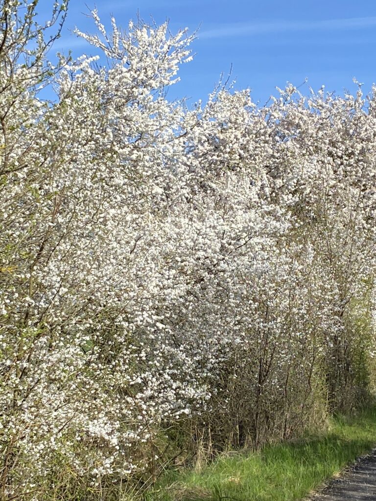 forår hvide blomster på skov og hæk