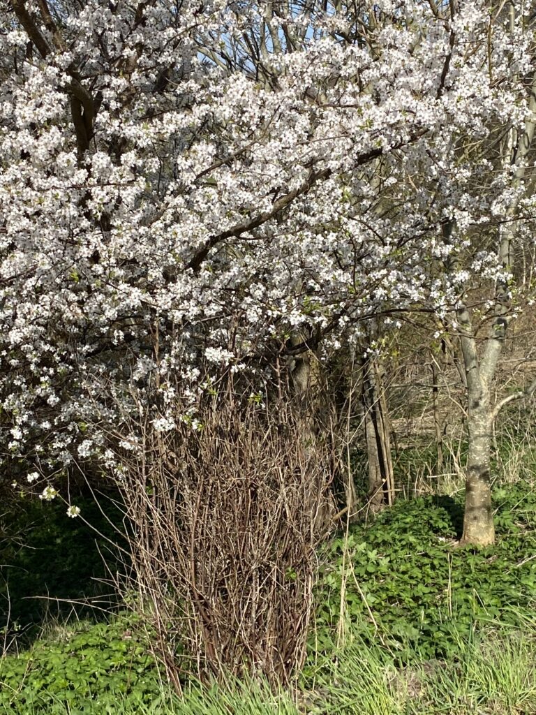 forår hvide blomster på træ og hæk