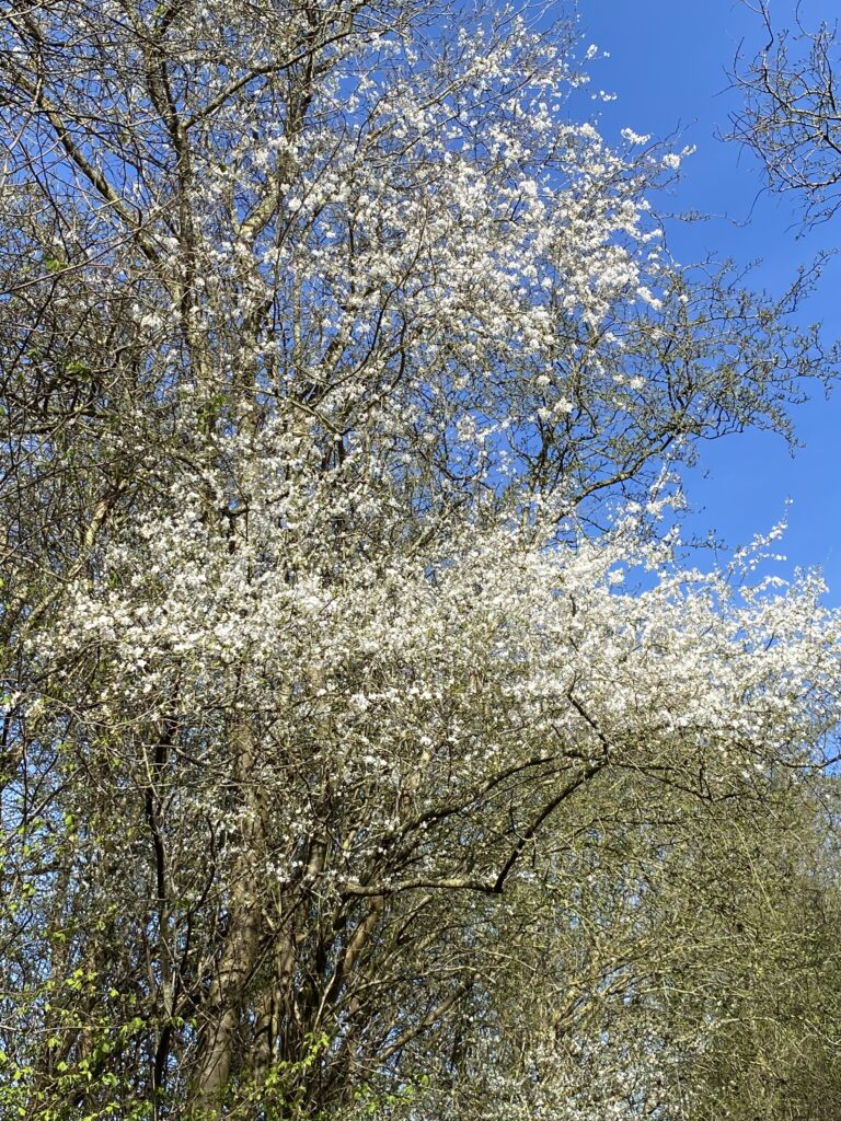 forår hvide blomster på skov og hæk