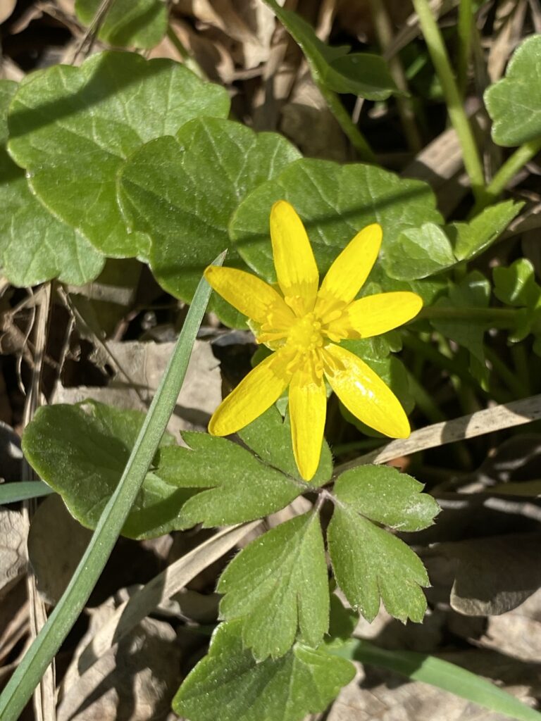 forår smørblomst